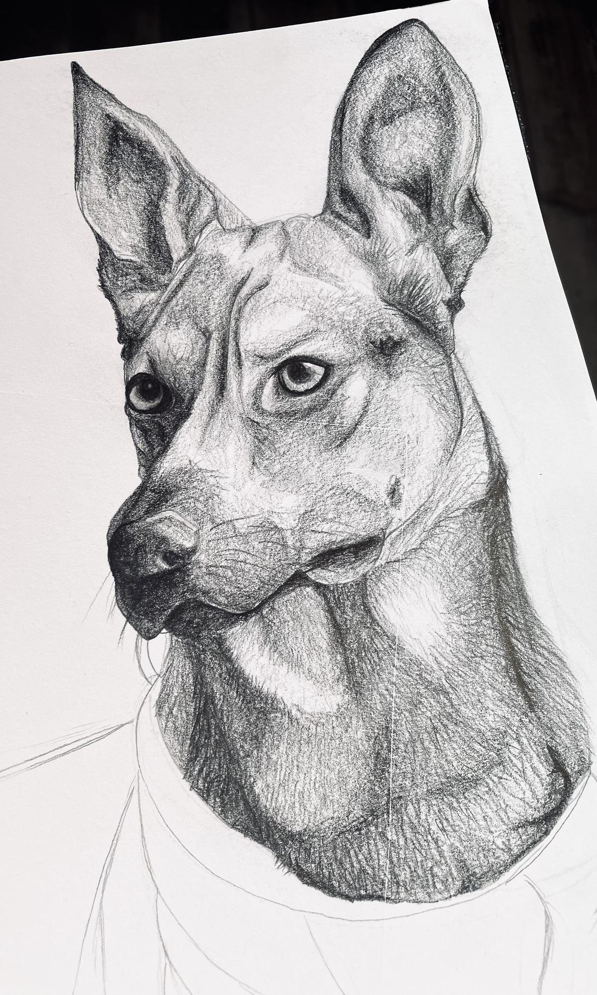 Galeriebild "Schäferhund"